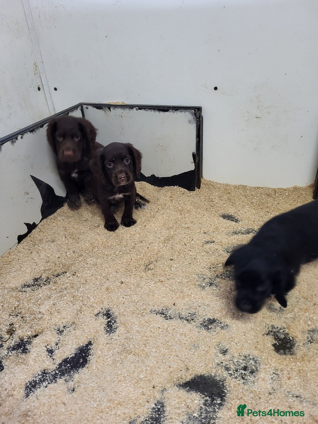 Cocker Spaniel dogs for sale: Cocker spaniel puppies  - Image 3