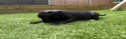 Staffordshire Bull Terrier dogs for sale: Staffordshire bull terriers for sale  - Advert 22