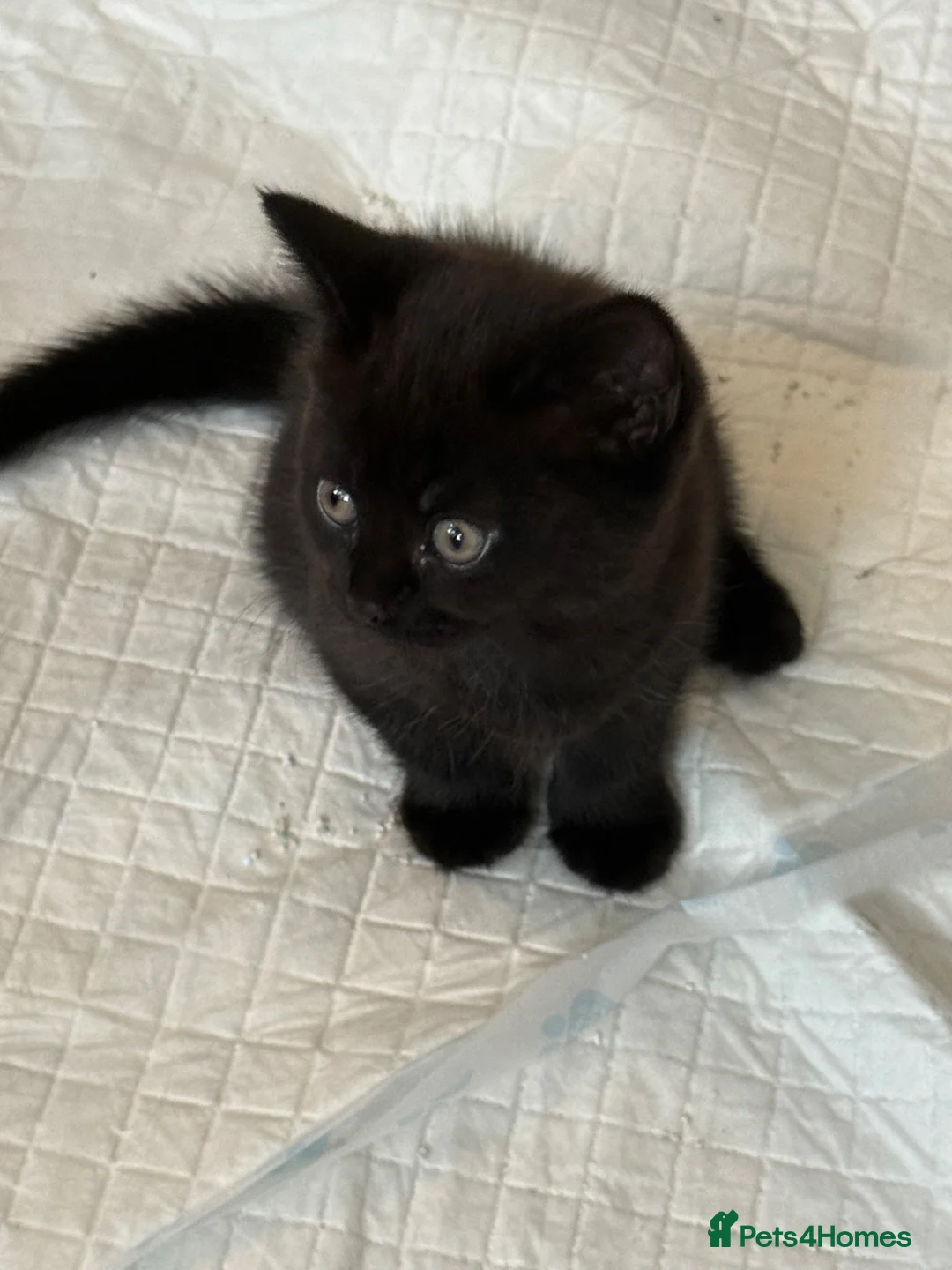 British Shorthair cats for sale: Beautiful kittens looking for forever loving homes - Advert 2