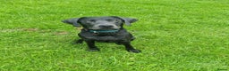 Labrador Retriever dogs for sale: Beautiful kc reg black labradors - Advert 10