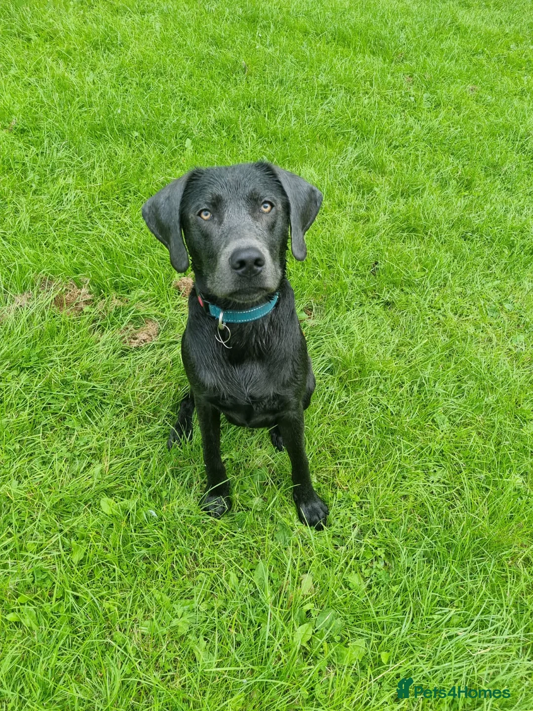 Labrador Retriever dogs for sale: Last 2 stunning kc reg black labradors - Advert 22