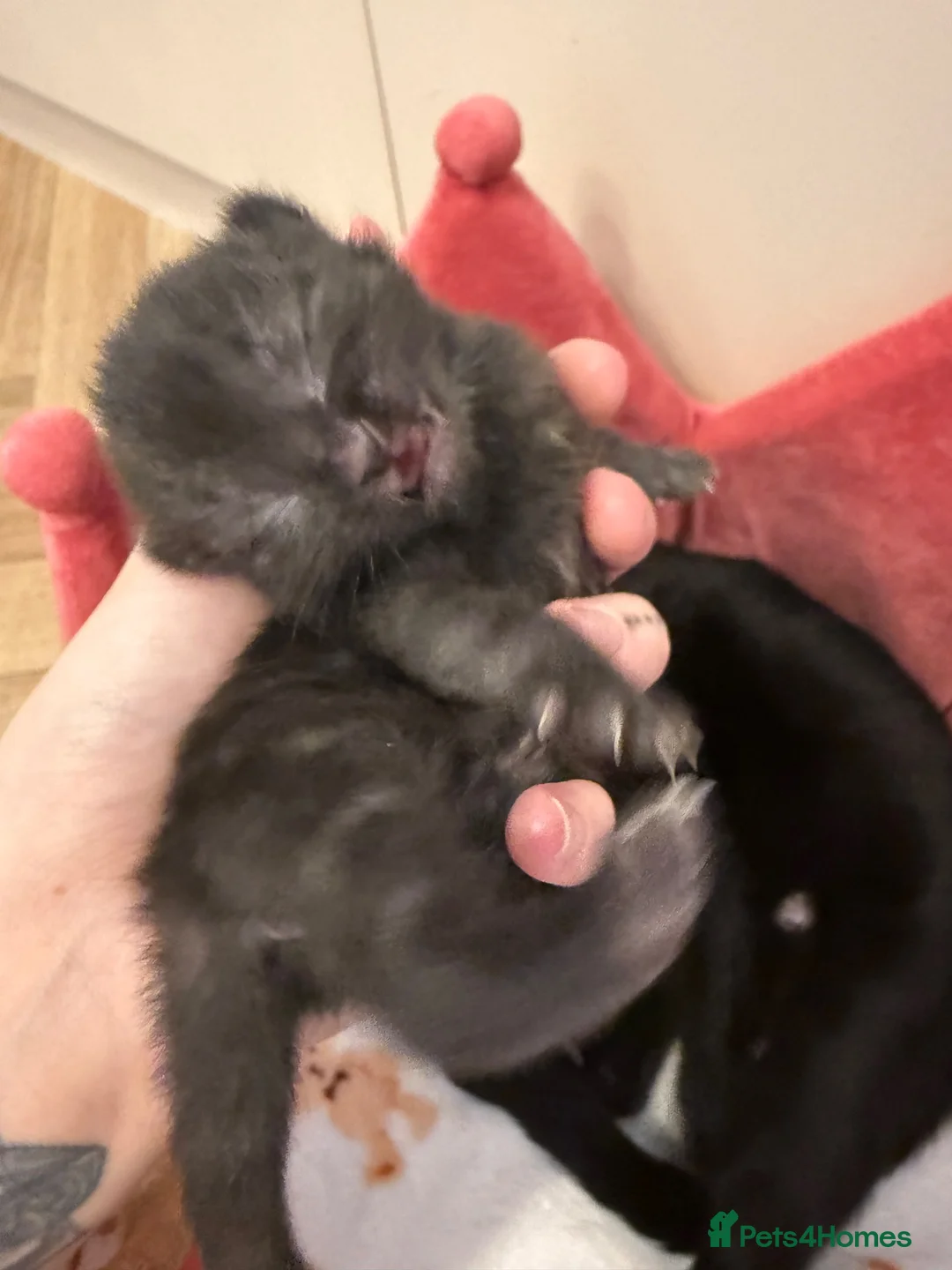 Mixed Breed cats for sale: 2 beautiful male kittens ready for reservation! - Advert 3