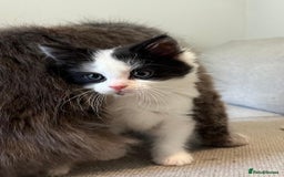 Mixed Breed cats for sale: Gorgeous half Persian fluffy Kittens  - Image 5