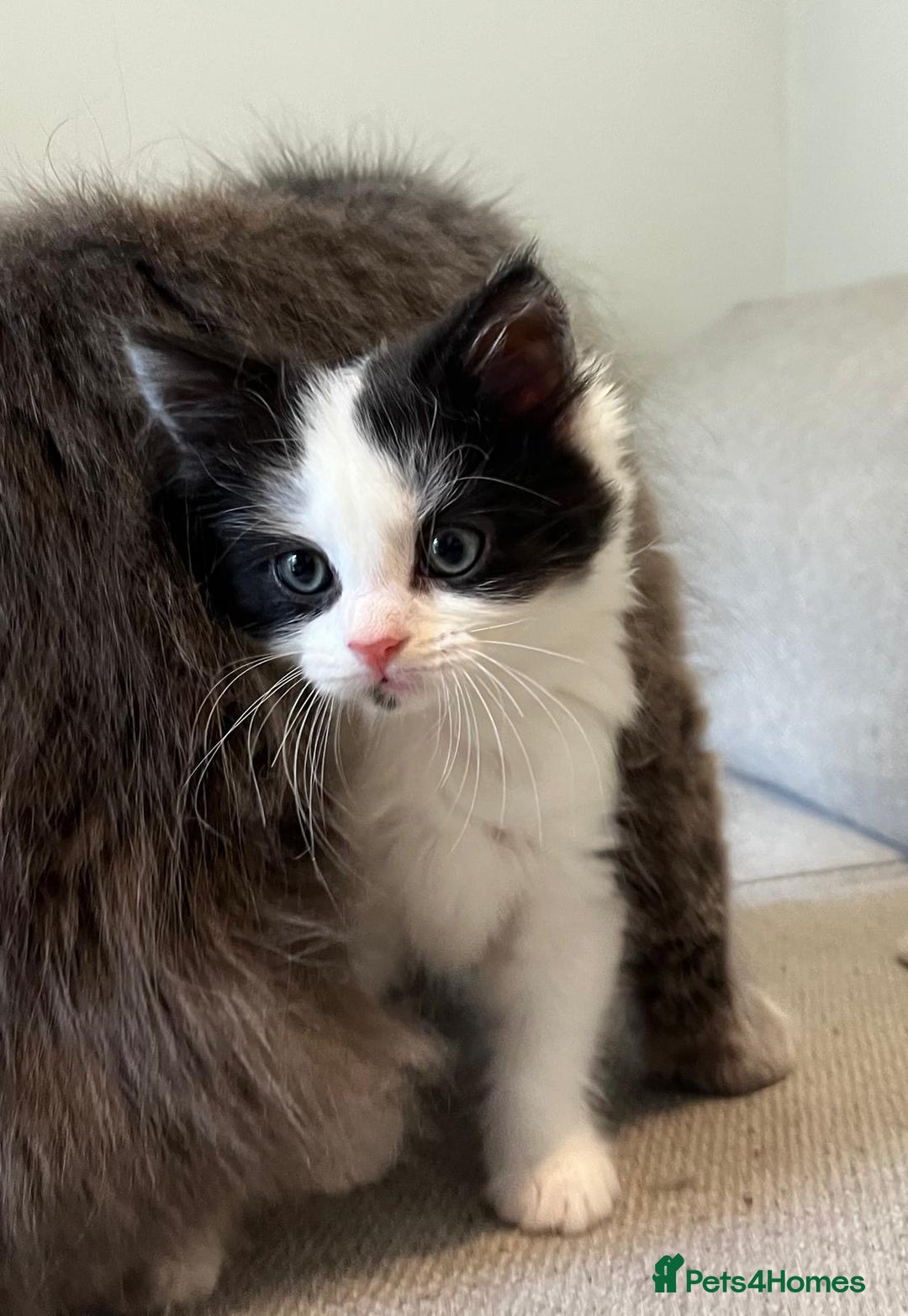 Mixed Breed cats for sale: Gorgeous half Persian fluffy Kittens  - Image 5