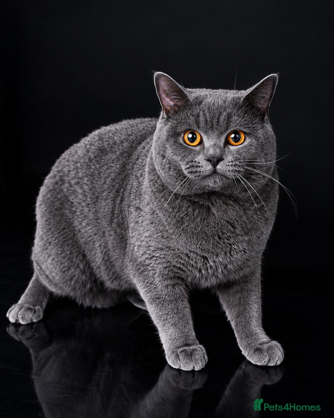 British Shorthair cats 🐾 LEO – GCCF ACTIVE REGISTERED STUD 🐾 - Advert 3