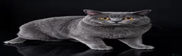 British Shorthair cats for stud: 🐾 LEO – GCCF ACTIVE REGISTERED STUD 🐾 - Advert 1