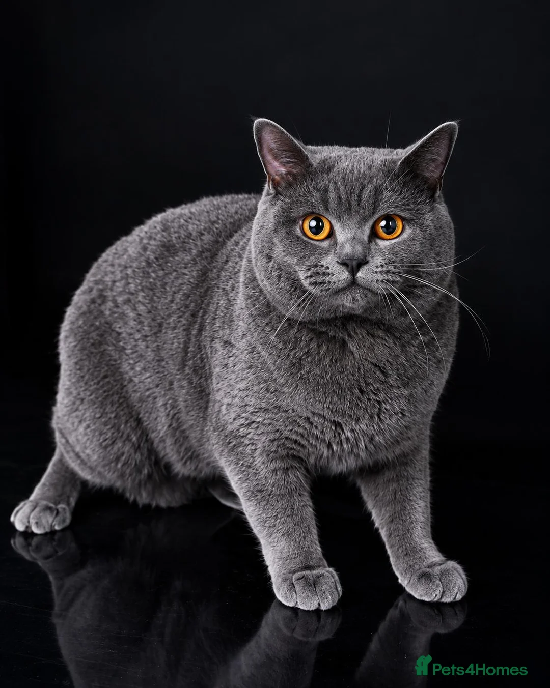 British Shorthair cats for stud: 🐾 LEO – GCCF ACTIVE REGISTERED STUD 🐾 - Advert 1