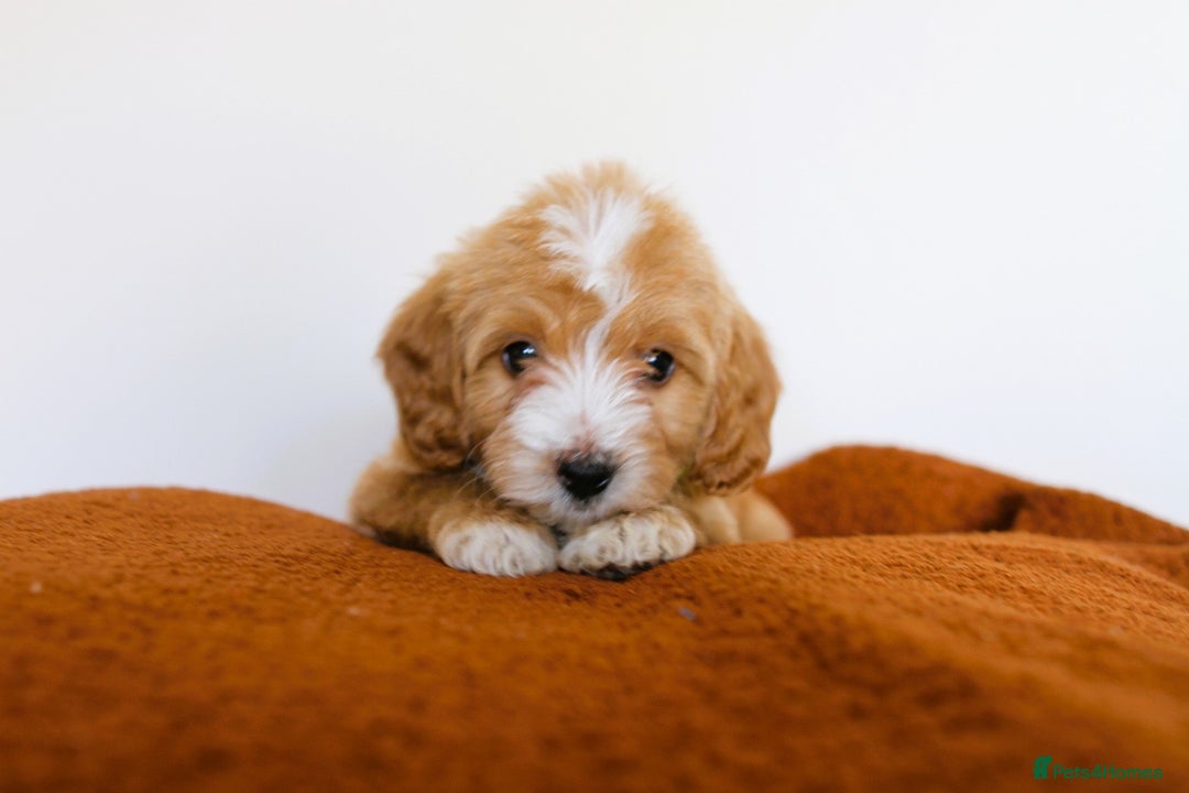 Cockapoo dogs for sale: F1 Merle cockapoos  - Image 7