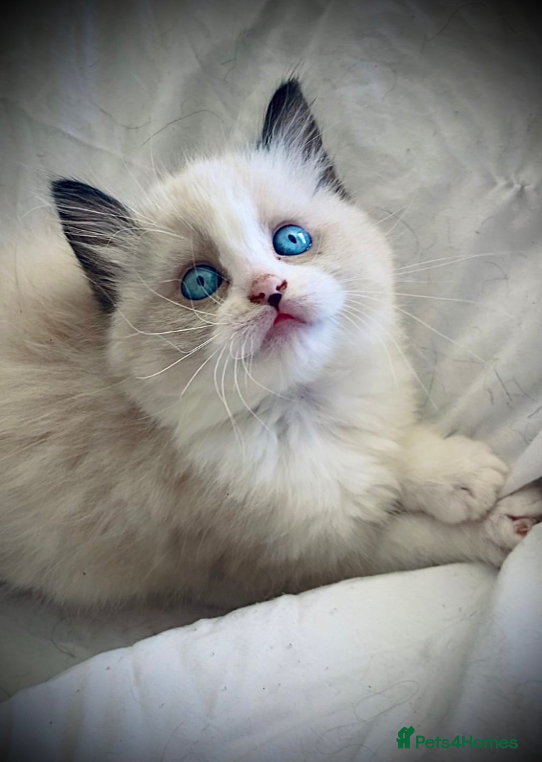 Ragdoll cats for sale: Female Ragdoll kitten  - Advert 3