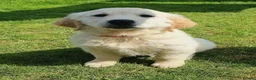 Golden Retriever dogs for stud: RKC Kensesqui Karamel Sutra - Advert 13
