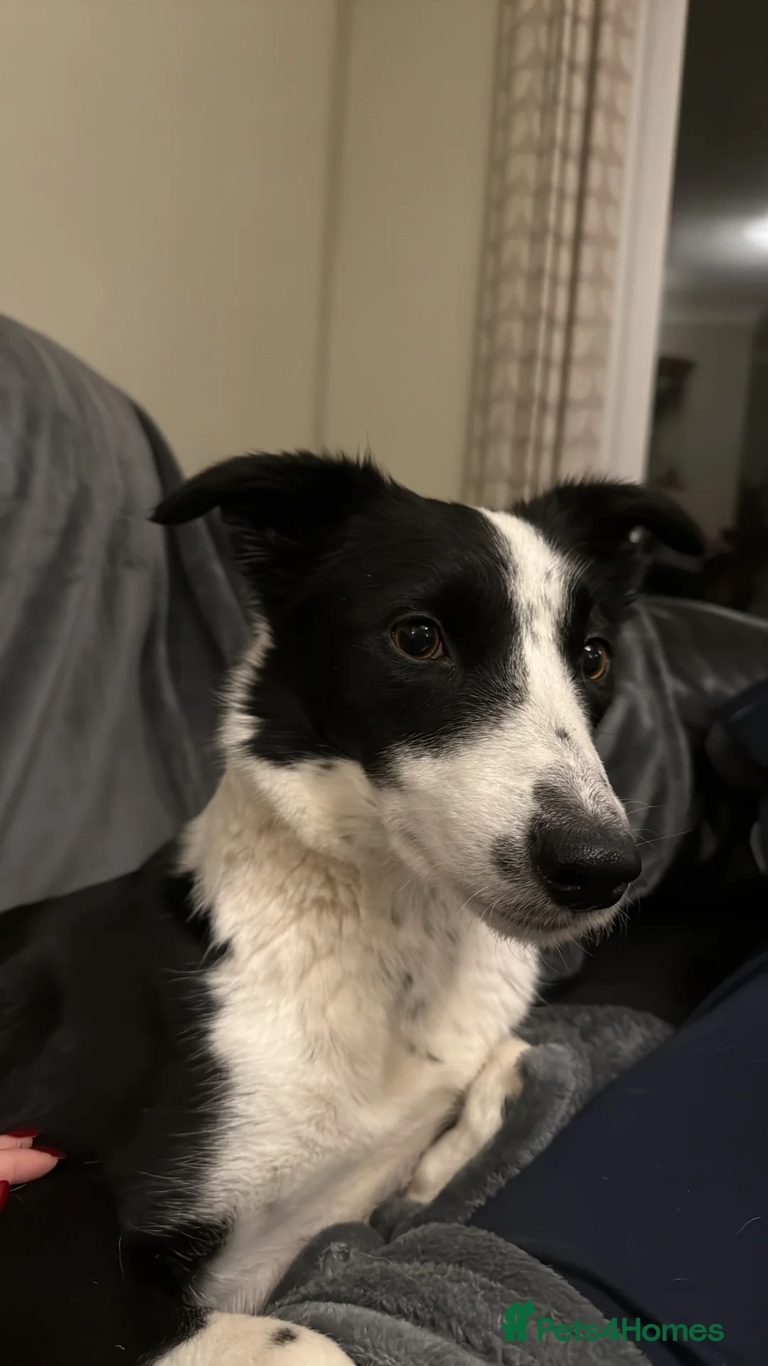 Border Collie dogs for sale: Border Collie Pups  - Advert 3