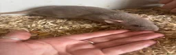 Rat rodents for sale: Rats for sale  - Advert 20