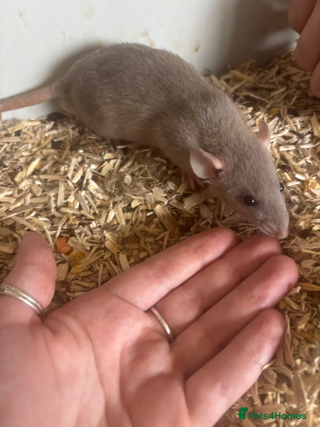 Rat rodents for sale: Rats for sale  - Advert 20