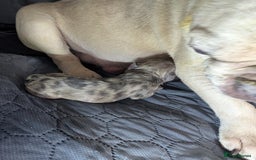 French Bulldog dogs for sale: French bulldog  - Image 2