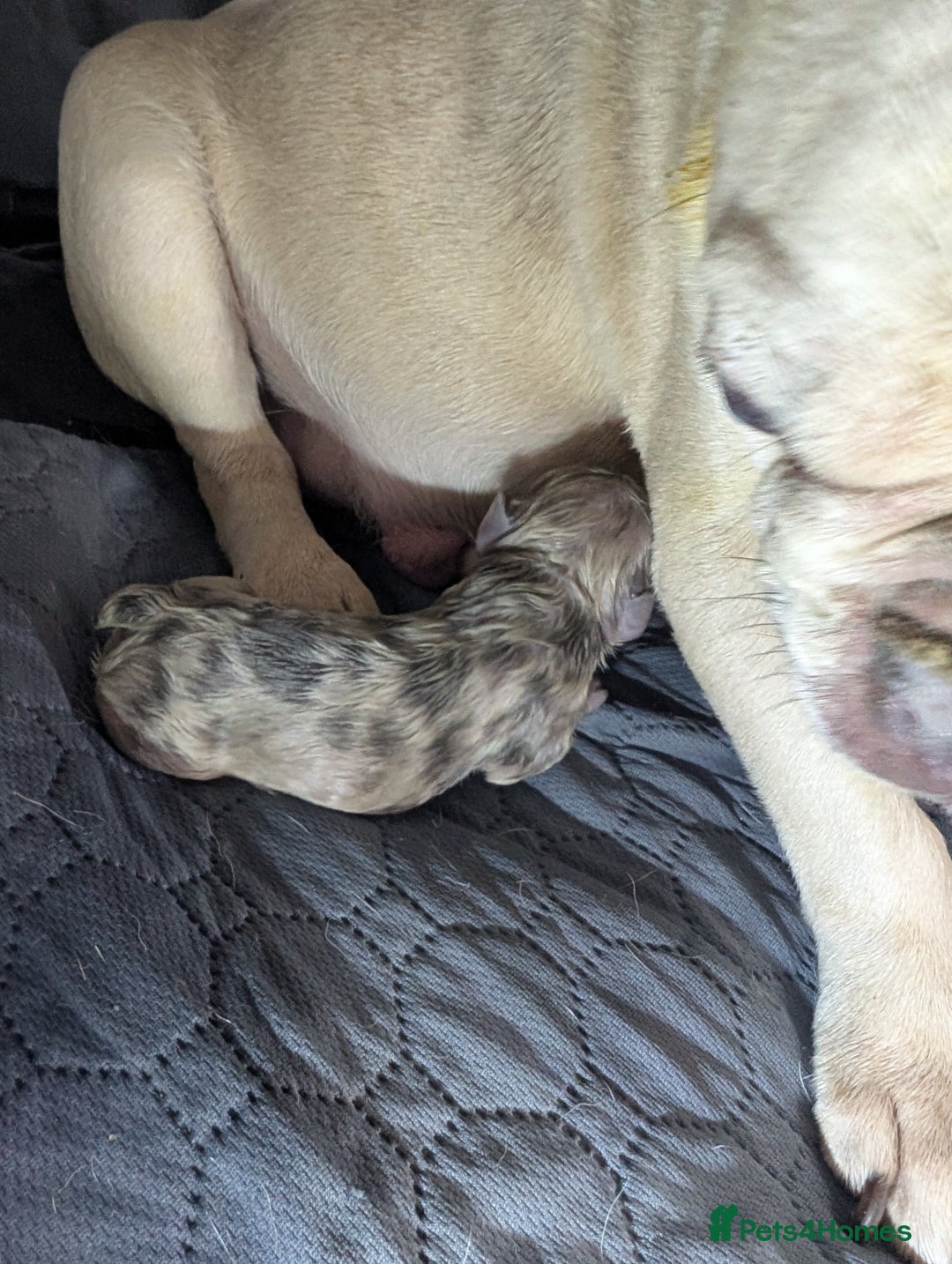 French Bulldog dogs for sale: French bulldog  - Image 2