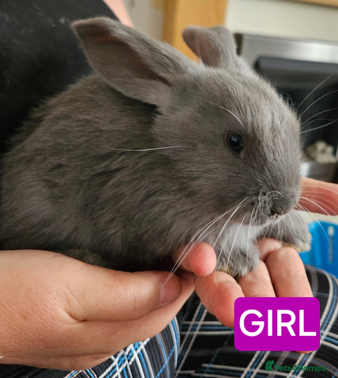 Continental Giant rabbits for sale: Continental giant babies x10 in Goole - Image 3
