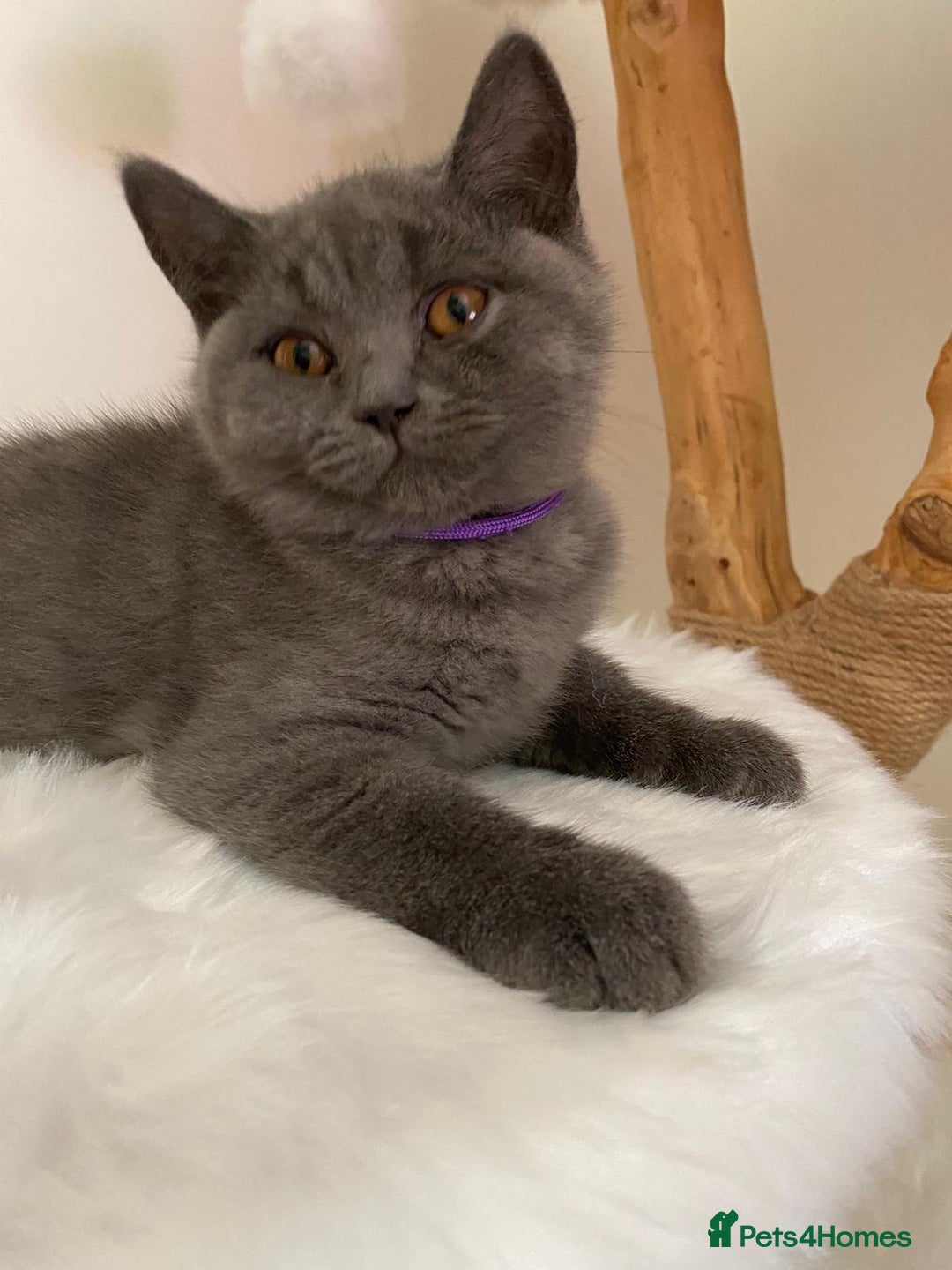 British Shorthair cats for sale: British Shorthair kittens, GCCF Certificate  in Dundee - Image 16