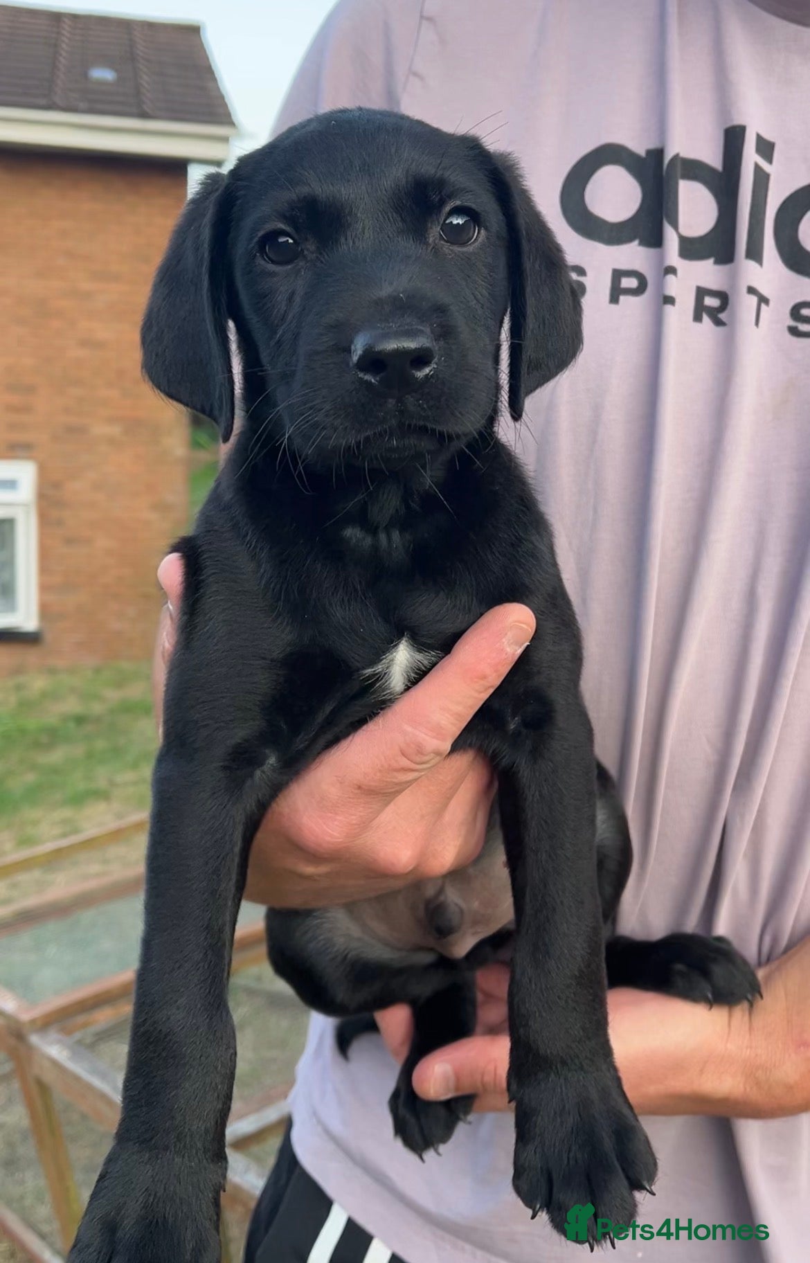 Labrador Retriever dogs Licenced breeder Kc reg health tested Labrador - Advert 1