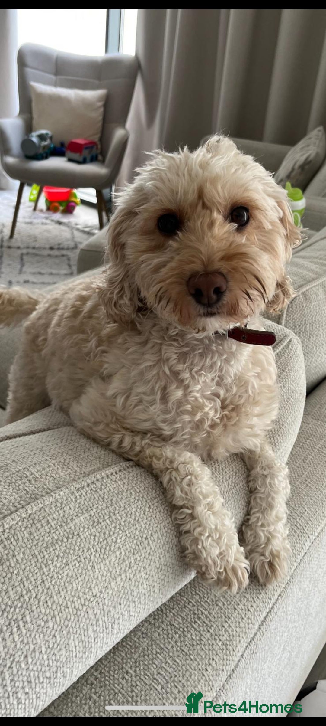 Cockapoo dogs for sale: Cockapoo for sale - Advert 1