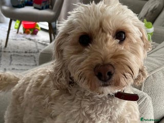 Cockapoo dogs Cockapoo for sale - Advert 16