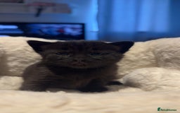 Mixed Breed cats for sale: 4 black shorthair kittens  - Image 3