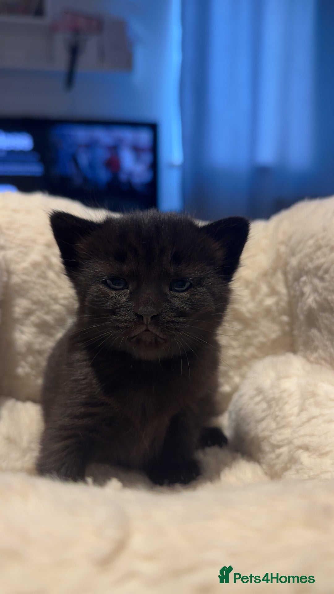 Mixed Breed cats for sale: 4 black shorthair kittens  - Image 3