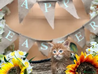 Maine Coon cats Beautiful Tica Maine Coon babies - Advert 4