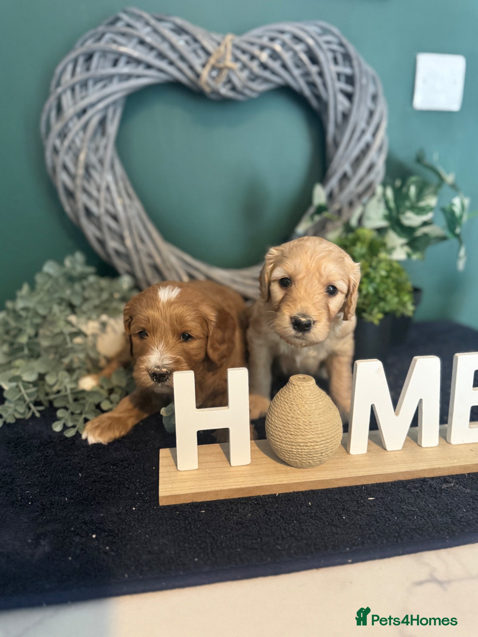 Mini Goldendoodle dogs Fantastic Miniature Goldendoodles  - Advert 2