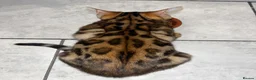 Bengal cats for sale: Stunning Bengal Male Kitten - Very Friendly - Advert 5