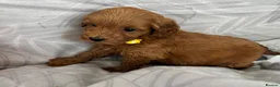 Cockapoo dogs for sale: Beautiful f1B cockapoo Boys  - Advert 12