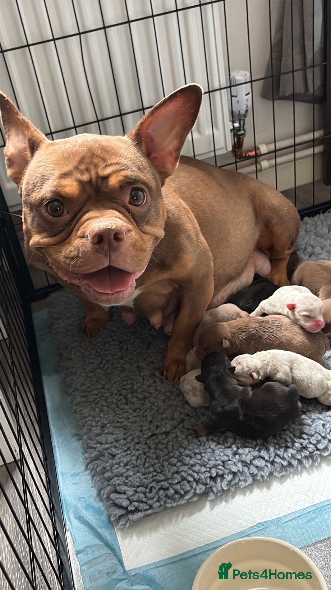 American Bully dogs Lucci vs Gr CH McLovin pups  - Advert 1