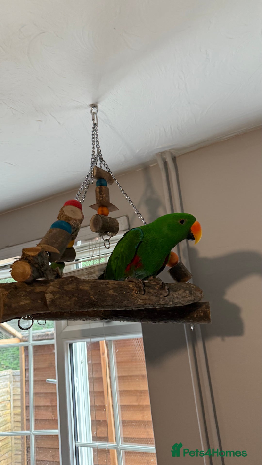 Parrots birds for sale: Male Eclectus parrot - Image 4