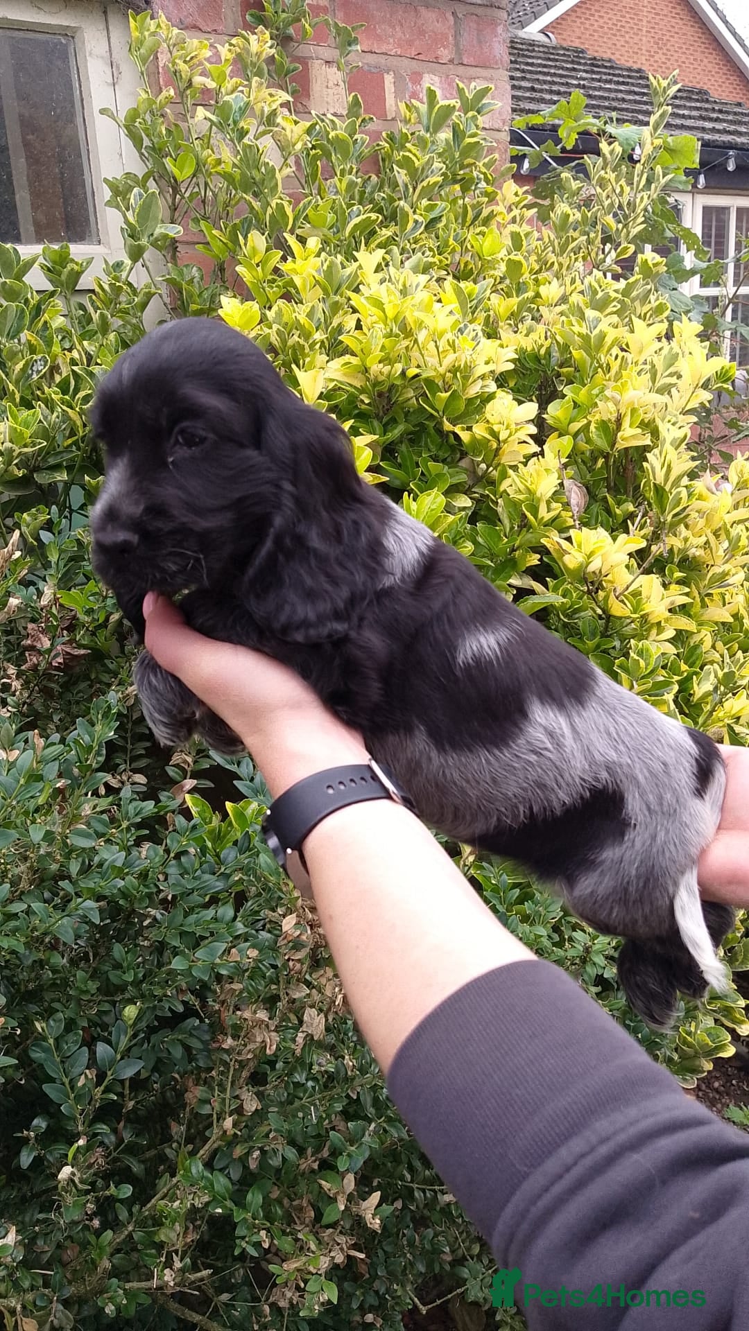 Cocker Spaniel dogs for sale: KC Registered Show type Cocker Spaniels  - Image 27