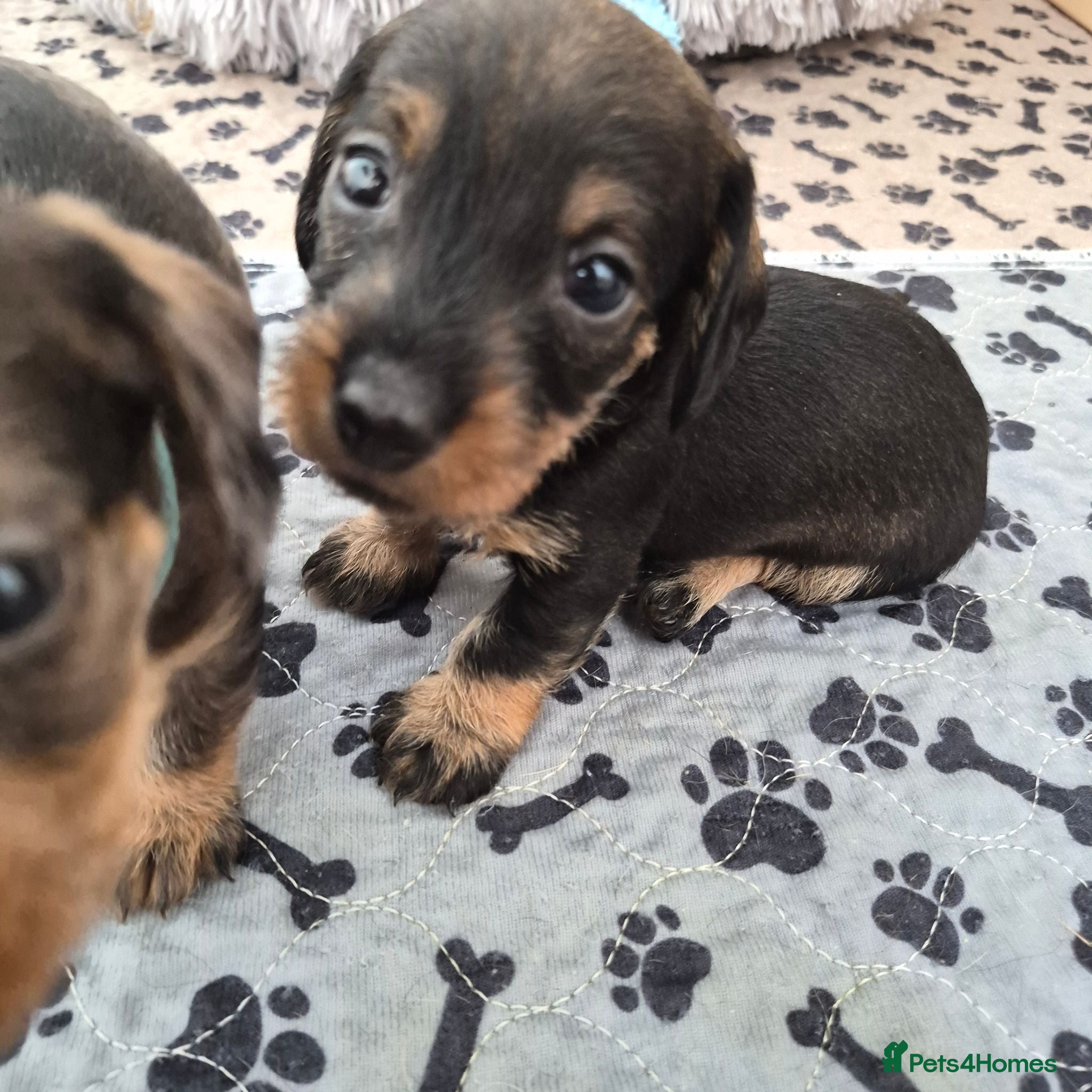 Dachshund dogs Miniature wire dachshund puppies - Advert 2