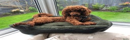 Cockapoo dogs for sale: Fox Red Cockapoo Puppies🎅 **  - Advert 9