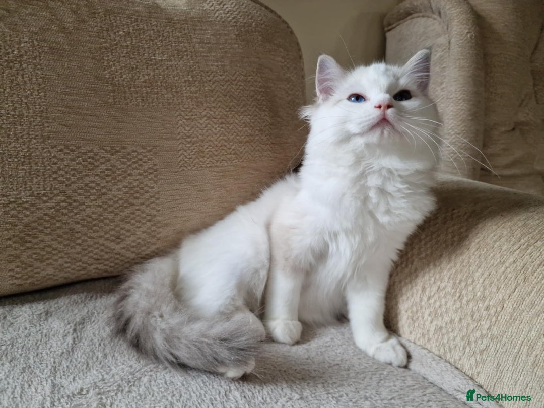 Ragdoll cats for sale: GRAND Champion European Line kittens.FULL PEDIGREE - Image 22