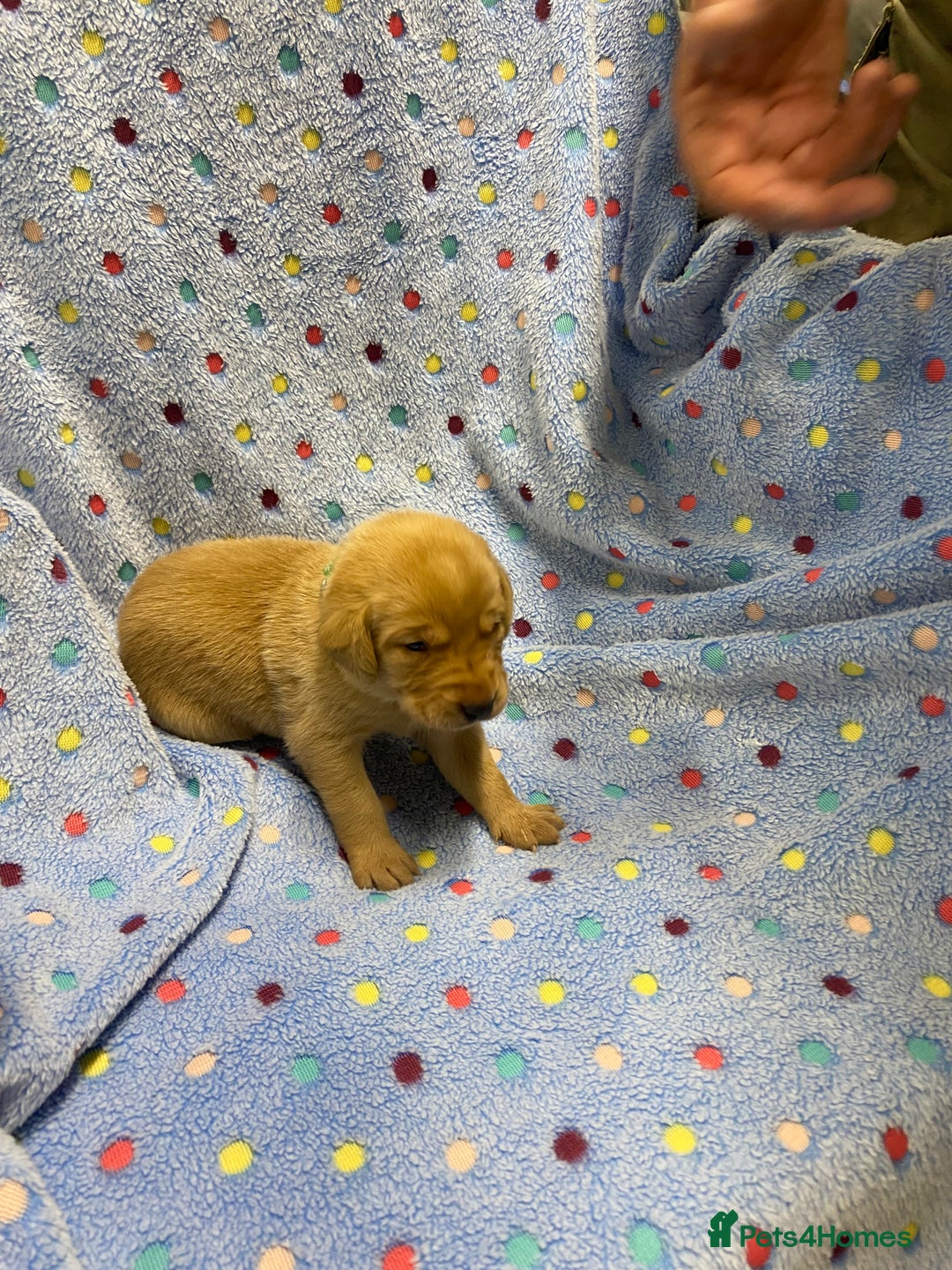 Labrador Retriever dogs for sale: Stunning Litter from working parents KC reg - Image 8