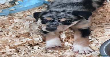 Mixed Breed dogs - Advert 11