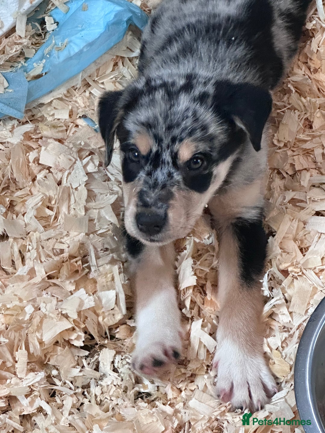 Mixed Breed dogs for sale: Kelpie x Border Collie pups available for new home - Image 2