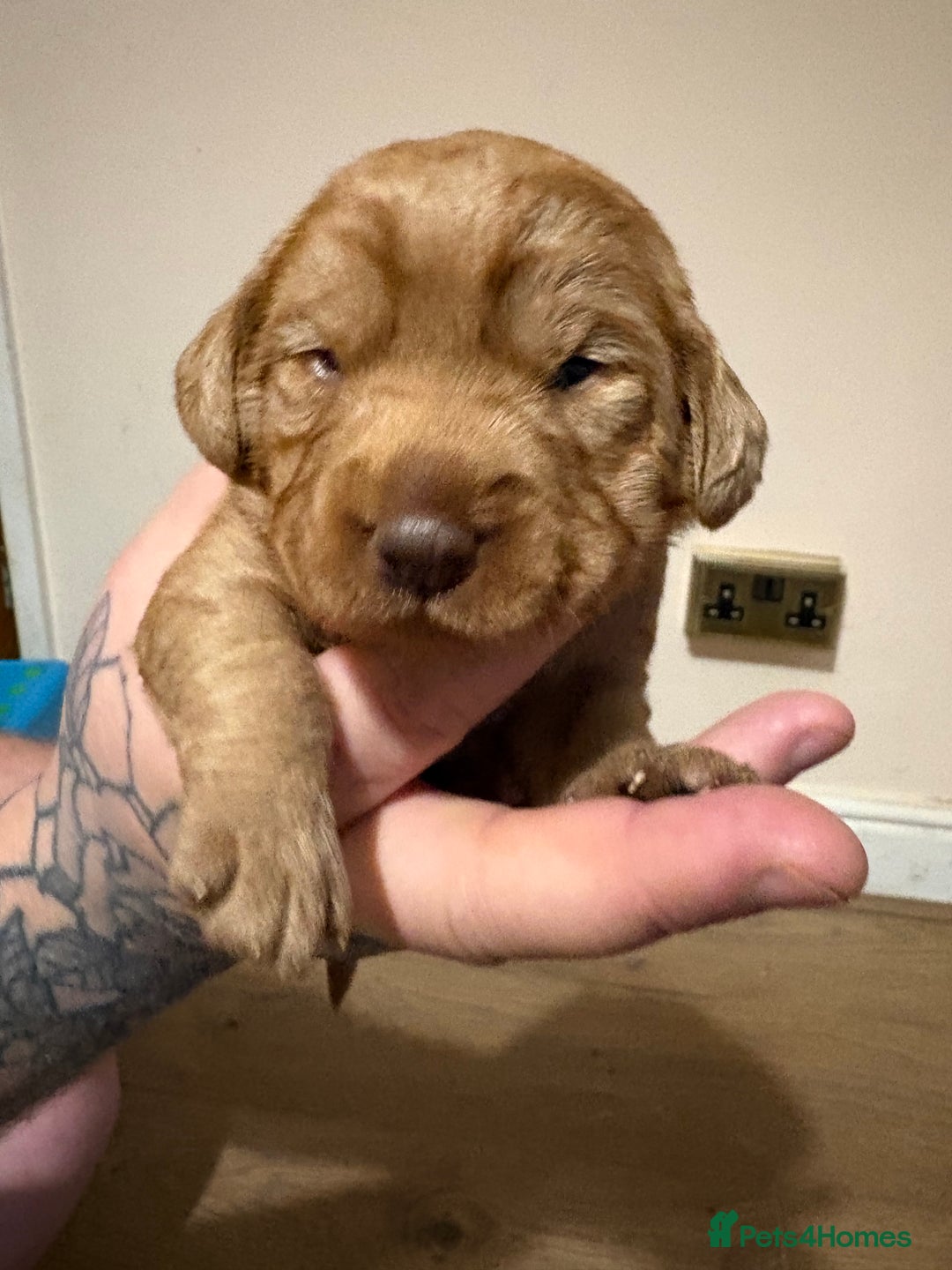 Labradoodle dogs for sale: Beautiful F1 Labradoodles - Advert 12