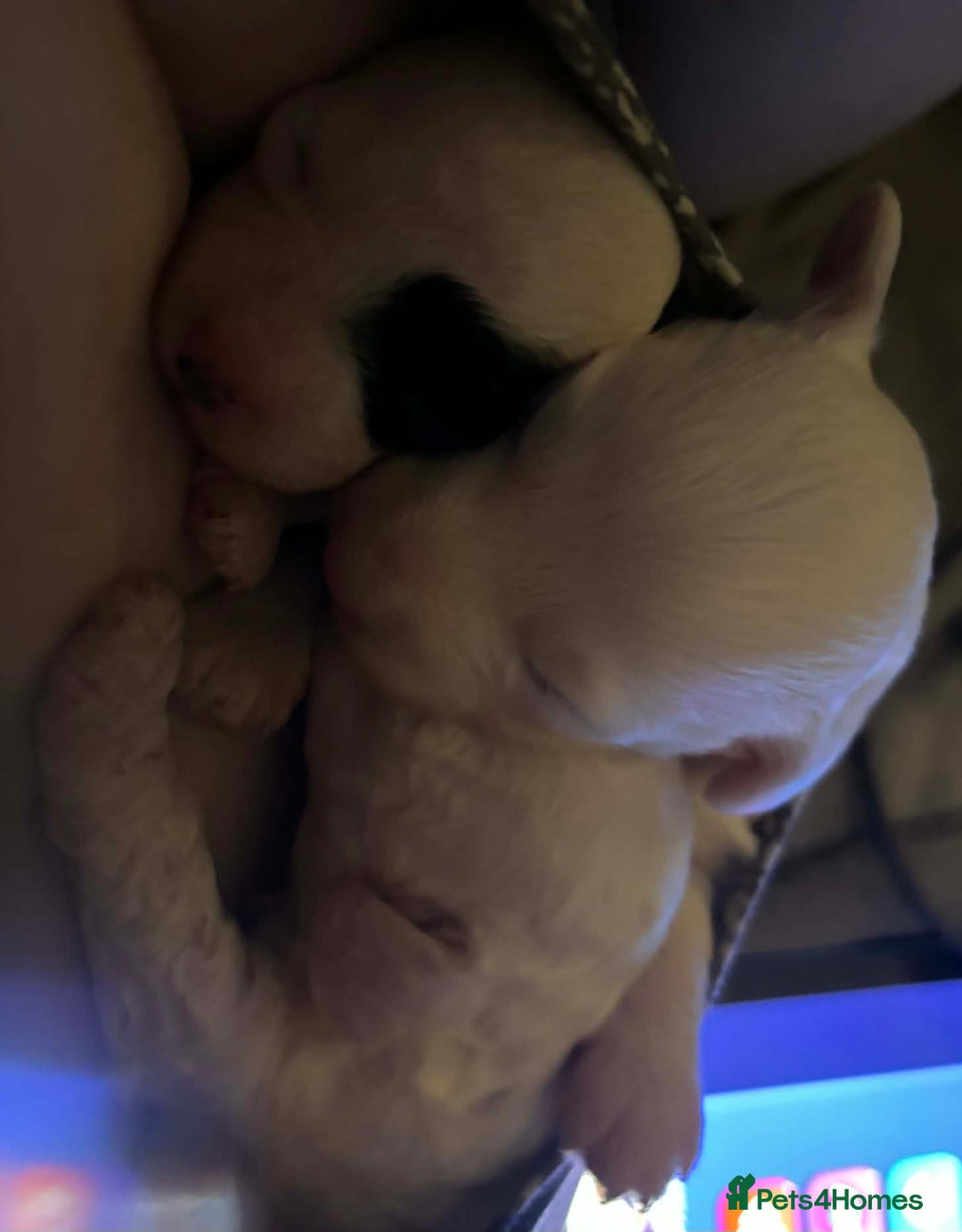 Cavapoo dogs for sale: F1B Cavapoo Puppies  - Advert 7