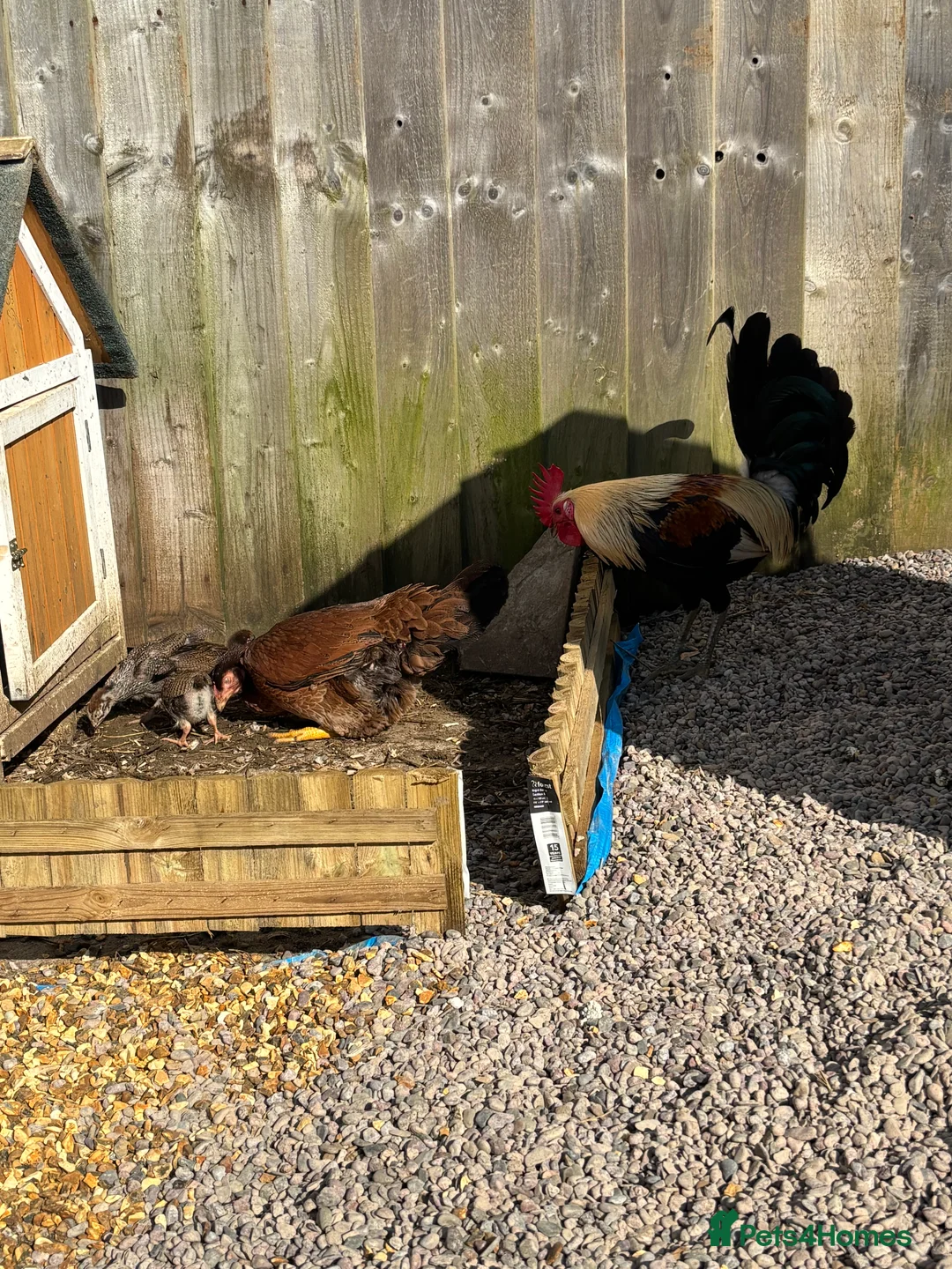 Chickens poultry for sale: Shamo x OEG  in Crewkerne - Advert 1