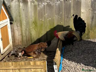 Chickens poultry Shamo x OEG in Crewkerne - Advert 1