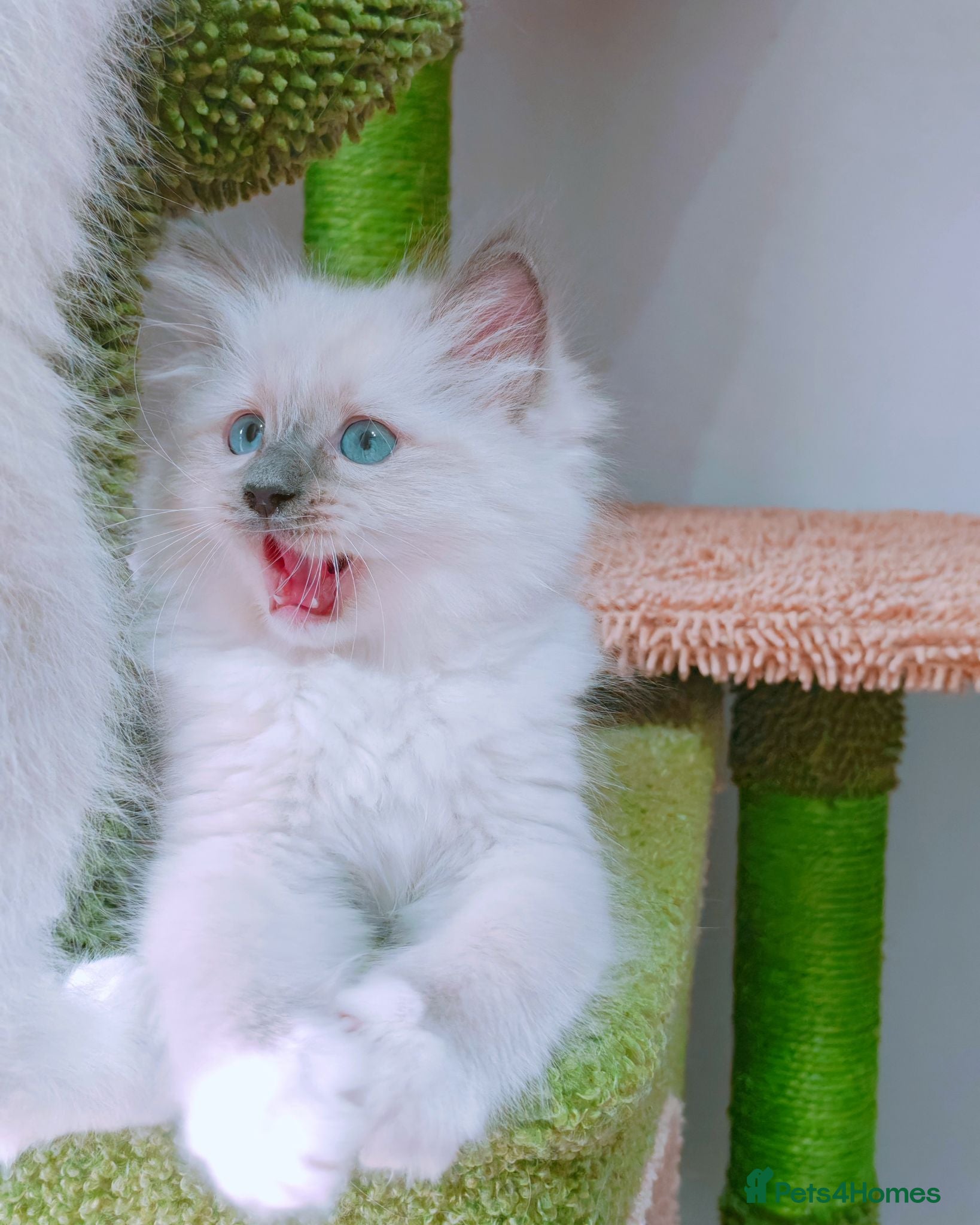 Ragdoll cats Raised with Love, looking for forever homes 🏠❤️ - Advert 13