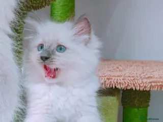 Ragdoll cats Raised with Love, looking for forever homes 🏠❤️ - Advert 13
