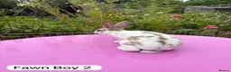 Rex rabbits for sale: Mini Rex Rabbits Mixed Colours Very Friendly  - Advert 20