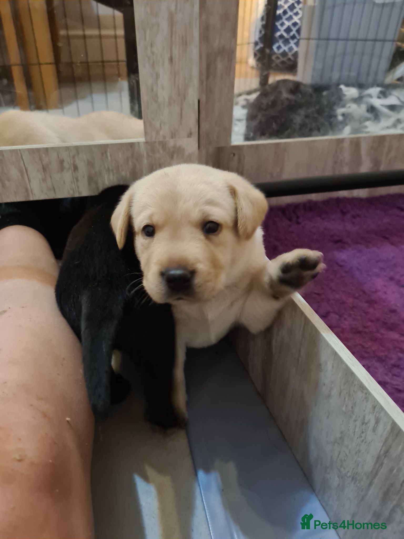 Labrador Retriever dogs Health tested KC Labrador Puppies - Advert 1