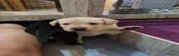 Labrador Retriever dogs for sale: Ready to leave! black KC Labrador Puppies - Advert 13