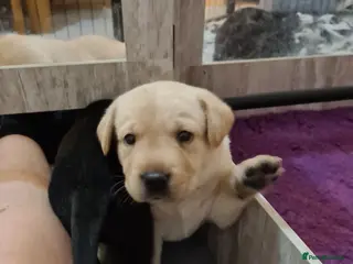 Labrador Retriever dogs Health tested KC Labrador Puppies - Advert 1
