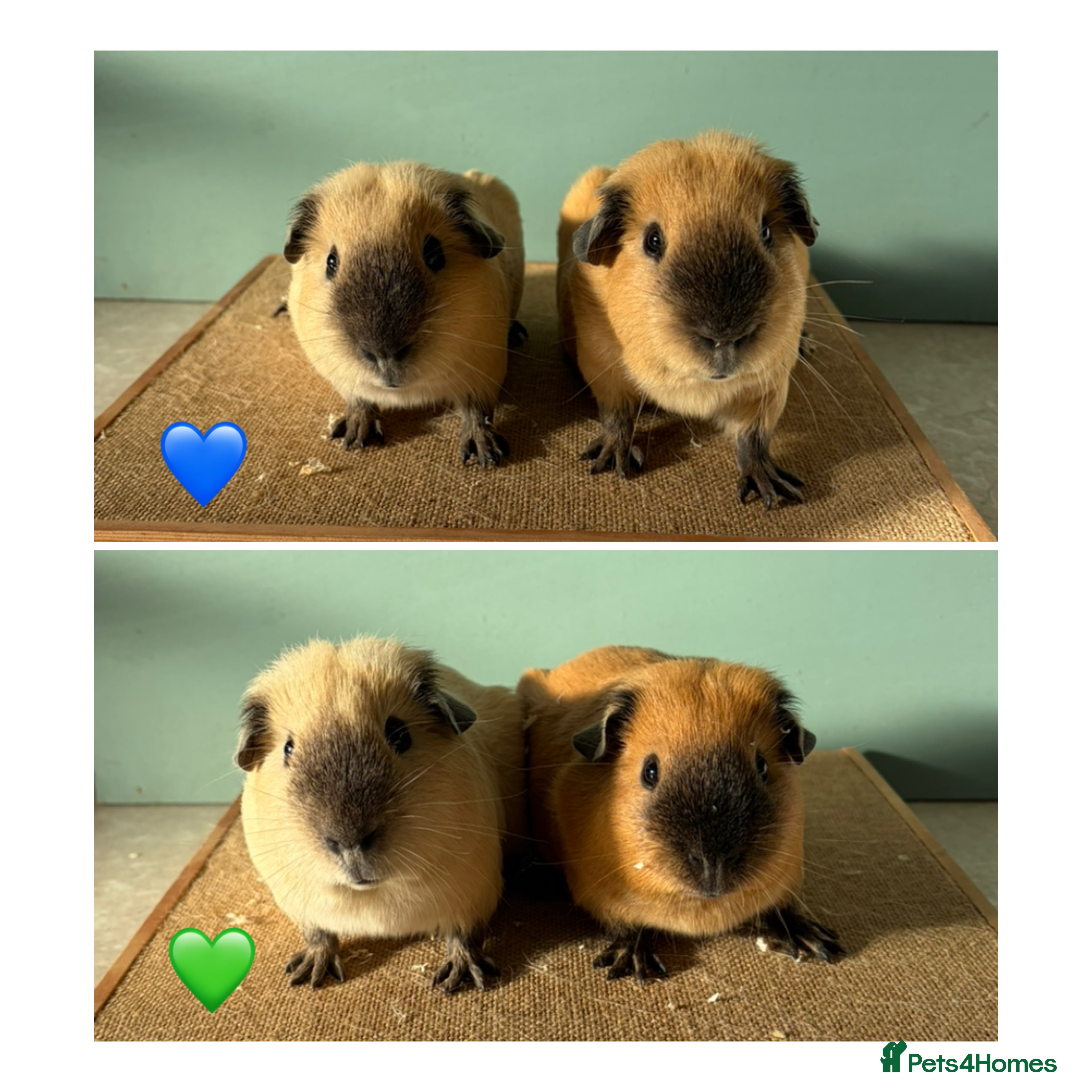 Guinea Pig rodents Bonded Male Cali Pairs - Advert 1
